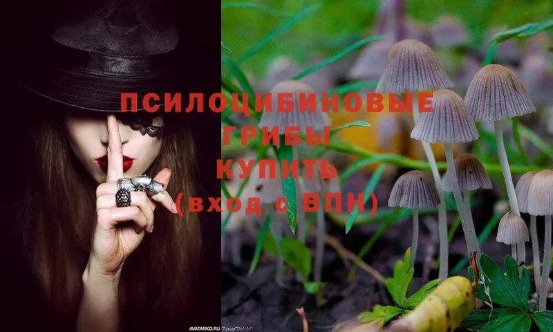 Псилоцибиновые грибы Psilocybe  Джанкой 